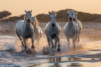 CAMARGUE