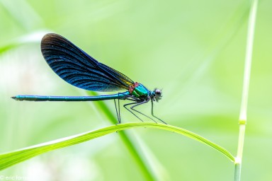 MACRO